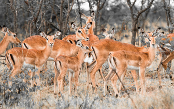 Картинка животные антилопы олени стадо лес