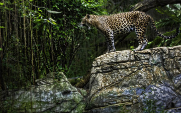 Картинка животные леопарды рык лес скала
