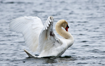 Картинка животные лебеди крылья вода шипун