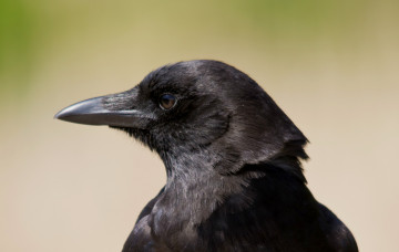 Картинка животные вороны грачи галки взгляд ворон raven bird профиль