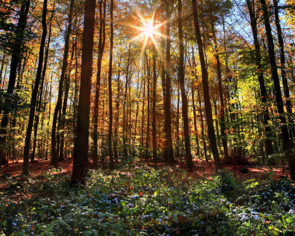 Обои картинки фото германия, кайзерзеш, природа, лес, лучи, солнце