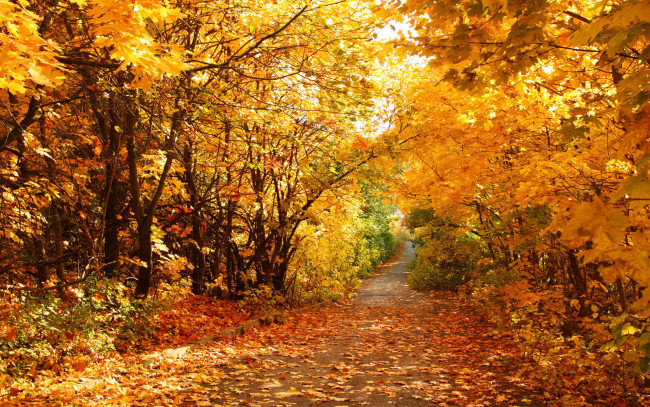 Обои картинки фото природа, дороги, дорога, осень, лес