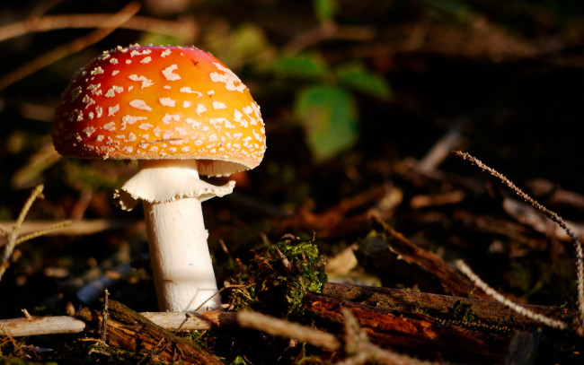 Обои картинки фото природа, грибы, мухомор, гриб