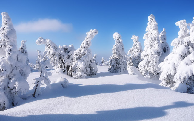 Обои картинки фото природа, зима, снег, сугробы, елки