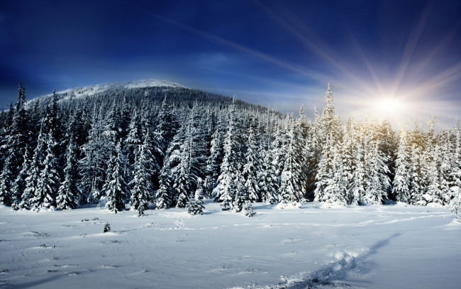 Обои картинки фото природа, зима, солнце, лес, зила, снег