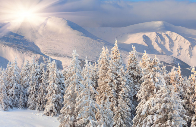 Обои картинки фото природа, зима, снег, ели, горы