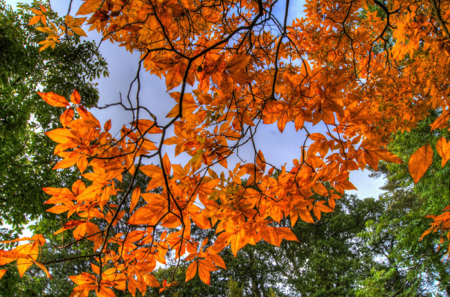 Обои картинки фото природа, листья, ветки, оранжевый, осень