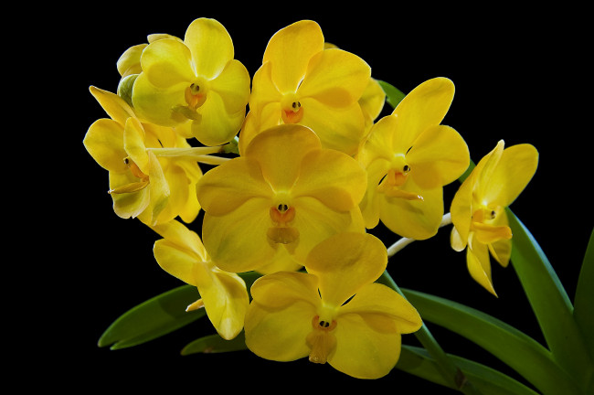 Обои картинки фото цветы, орхидеи, желтый, ветка, экзотика