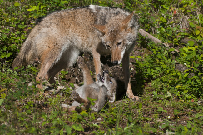 Обои картинки фото животные, волки, мама, малыш, игра
