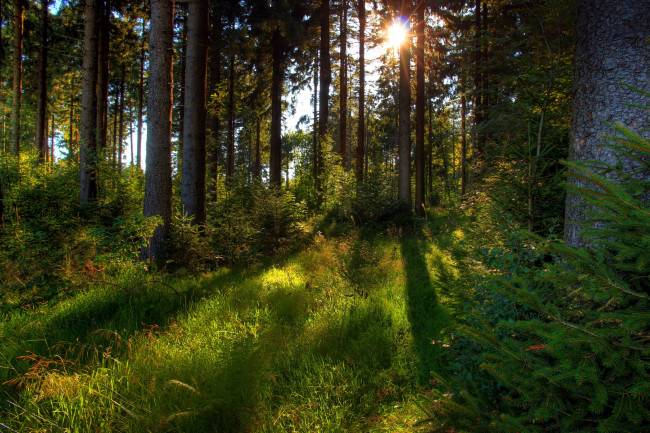 Обои картинки фото германия, гессен, природа, лес, поляна