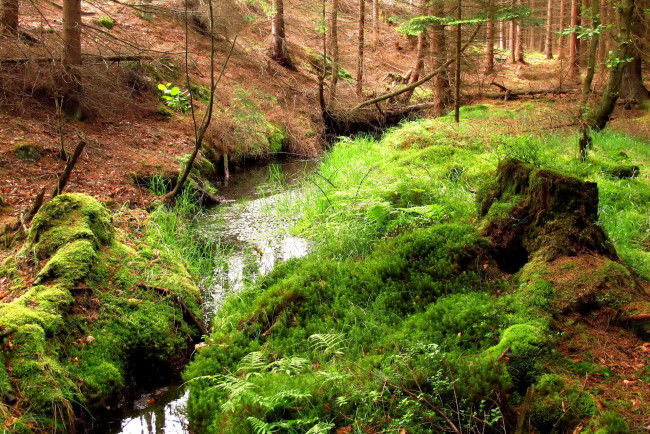 Обои картинки фото Чехия, hurky, природа, лес, ручей