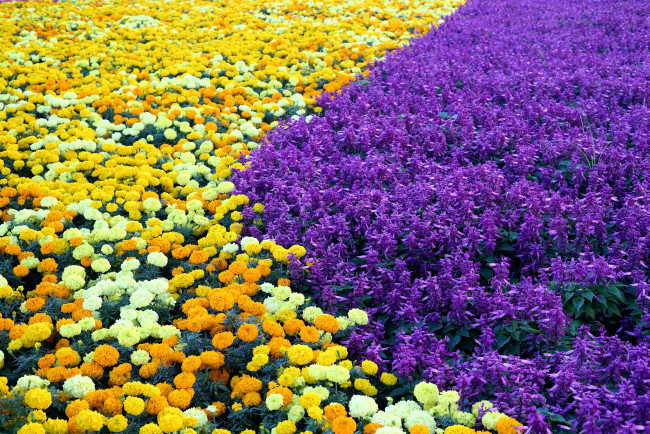 Обои картинки фото цветы, разные, вместе, фиолетовый, желтый, бархатцы, сальвия