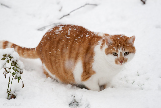 Обои картинки фото животные, коты, снег, котяра