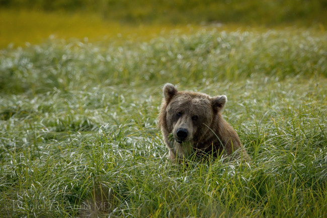 Обои картинки фото животные, медведи, трава, бурый