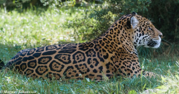 Картинка животные Ягуары отдых лежит профиль пятна