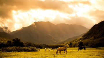 Картинка животные лошади лес луг горы