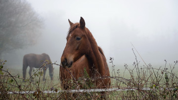 Картинка животные лошади взгляд туман лошадь