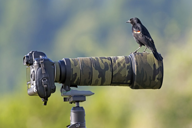 Обои картинки фото животные, птицы, фотокамера, птичка