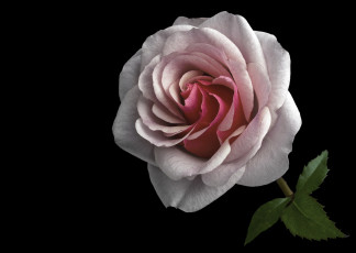 Картинка цветы розы черный роза цветок фон