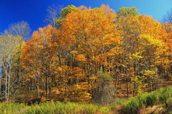 Картинка природа лес осень