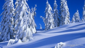 Картинка природа зима ели снег