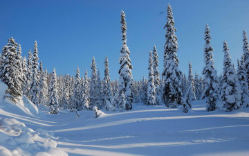 Картинка природа зима небо деревья лес ёлки снег