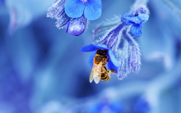обоя животные, пчелы,  осы,  шмели, природа, цветок, лепестки, пчела, насекомое