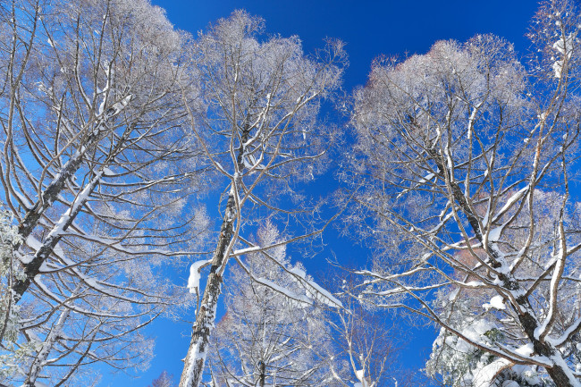 Обои картинки фото природа, зима, snow, winter, снег, деревья, небо, trees, sky