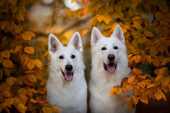 Картинка животные собаки белая швейцарская овчарка