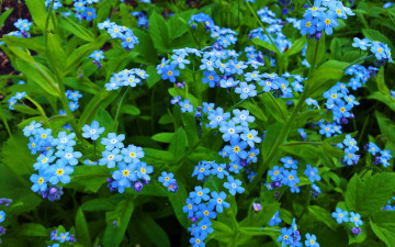 Картинка цветы незабудки синий