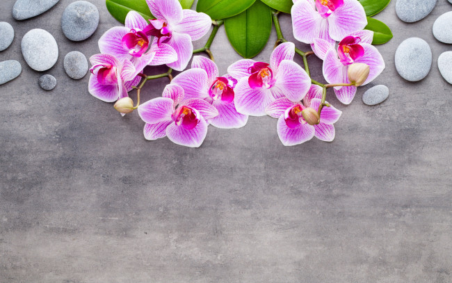 Обои картинки фото цветы, орхидеи, камешки, экзотика