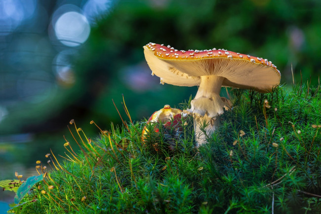 Обои картинки фото природа, грибы,  мухомор, мох, мухоморы