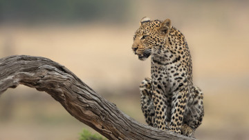 Картинка животные леопарды леопард хищник животное дерево деревянная ветка дневное время