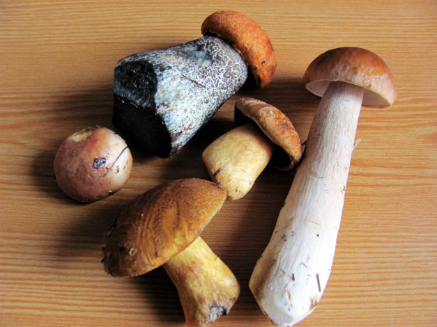Обои картинки фото еда, грибы,  грибные блюда, свежие, лесные