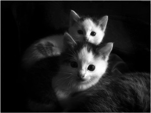 Картинка петр аг маленькие котики животные коты