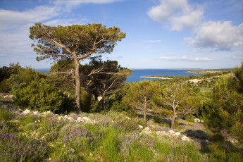 Картинка хорватия природа побережье море берег деревья цветы