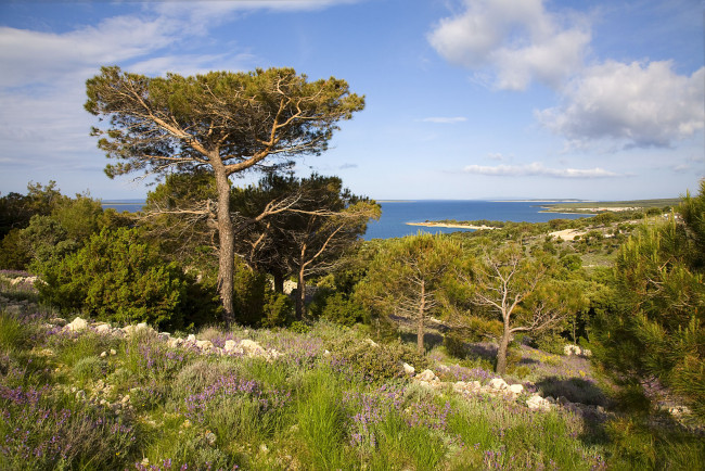 Обои картинки фото хорватия, природа, побережье, море, берег, деревья, цветы