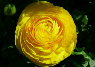 Картинка цветы ранункулюс азиатский лютик круглый желтый
