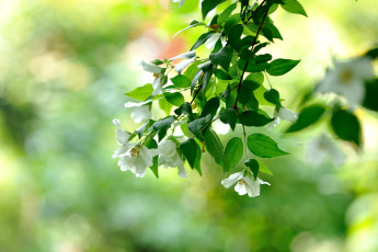 Картинка цветы жасмин весна куст ветки