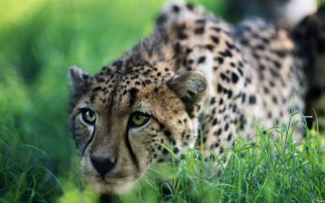 Картинка гепард животные гепарды трава охота
