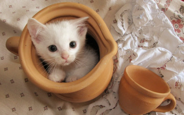 Картинка животные коты кошка фон чашка