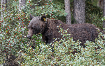 Картинка животные медведи природа медведь grizzly