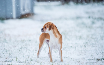 Картинка животные собаки собака зима фон