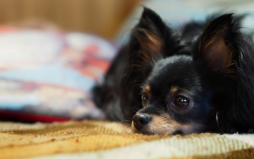 Картинка животные собаки уши папильон коврик собака
