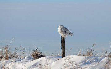 Картинка животные совы снег трава зима столб птица сова