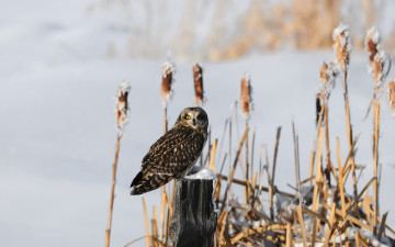 Картинка животные совы зима камыши пень снег птица сова
