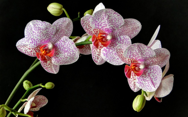 Обои картинки фото цветы, орхидеи, ветка, пестрый