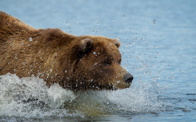 Обои картинки фото животные, медведи, медведь, вода, природа, брызги
