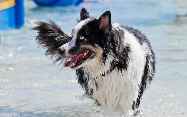 Обои картинки фото животные, собаки, вода, ошейник, голубоглазая, мокрая, собака