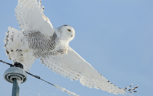 Обои картинки фото животные, совы, белая, снег, лэп, провода, сова